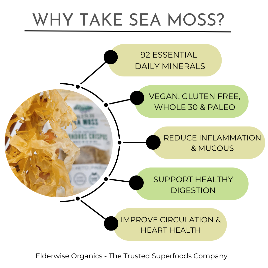 Irish Sea Moss Chondrus Crispus Elderwise Organics irish-sea-moss-chondrus-crispus-elderwise-organics