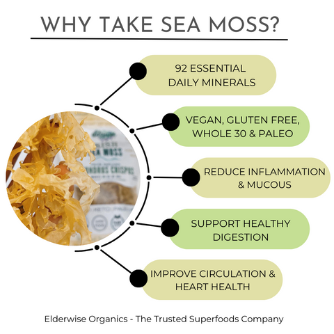 Irish Sea Moss - Chondrus Crispus – Elderwise Organics