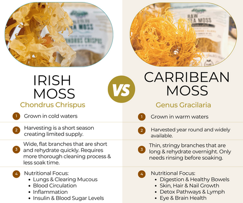 Irish Sea Moss from Ireland Wildcrafted Chondrus Crispus Raw Irish Moss Golden