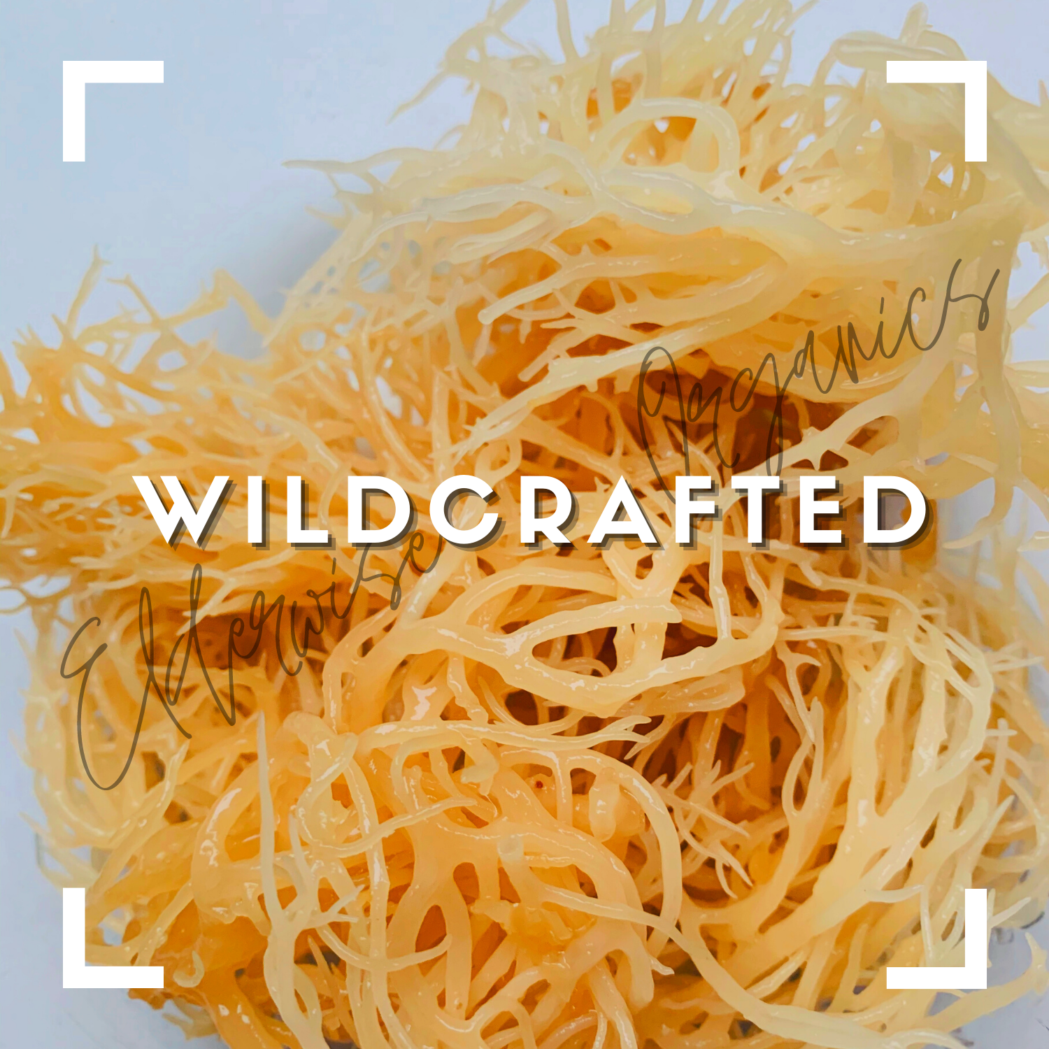 Golden Sea Moss Buy 1 Get 1 50% OFF